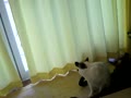 動画:ちょいちょい。