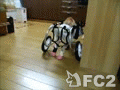 動画:ふんばっています