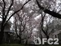 動画:桜の下の二ヶ領用水 ②