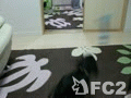 動画:0727_ビスケ_とってきて